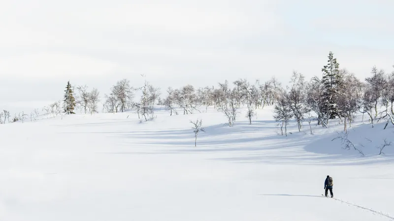 En person som åker turskidor över ett snötäckt ospårat område. Gles fjällbjörkskog runt om det öppna området.