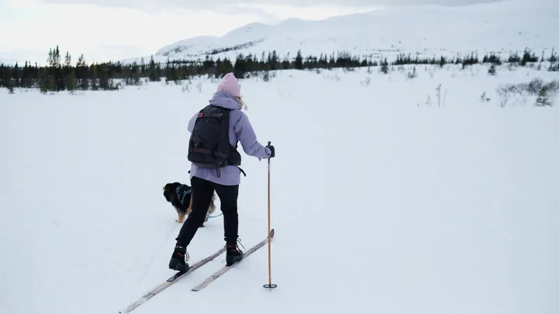 En person som är på en skidtur med hund i Ullådalen. Fin fjällutsiktutsikt med vita fjäll och lite skog.