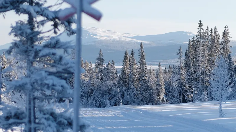 Ett längdskidspår i snön. Ett ledkryss och en gran med snö på grenarna i förgrunden och vita fjälltoppar och skog i bakgrunden.