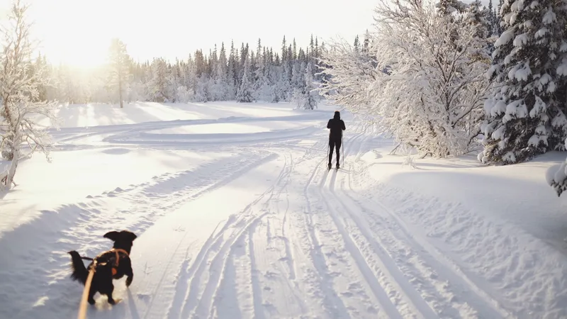 Man åker längdskidor i Trillevallen med hund i snötäckt landskap med skog och blek sol som lyser igenom tunna moln.
